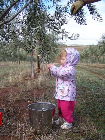 Olive oil bundaleer