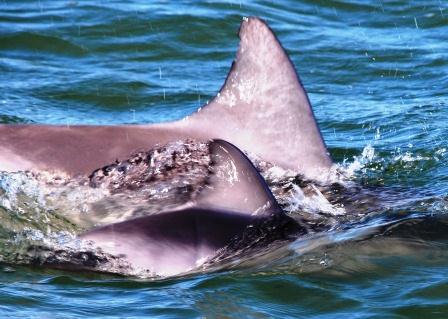 Outback Dolphin Calf