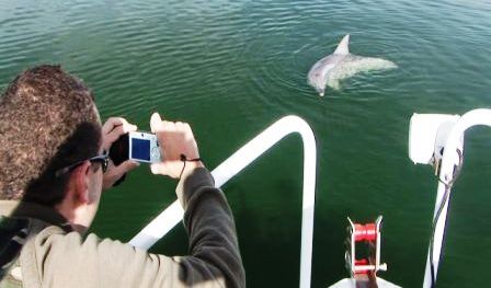 Port Augusta Dolphin joy