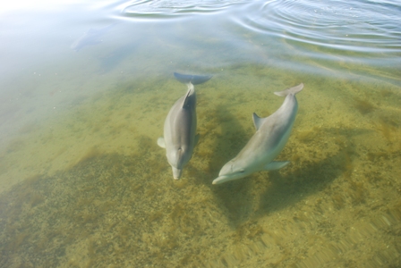 Port Augusta Dolphins