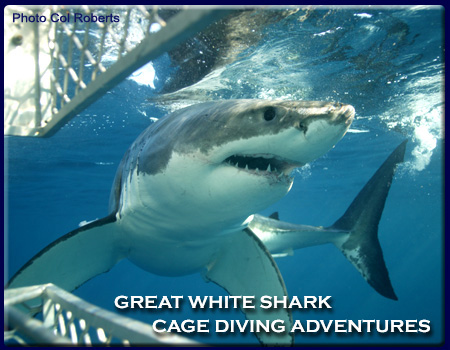 Port Lincoln Shark Cage Diving