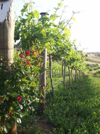 Bundaleer cottage shiraz